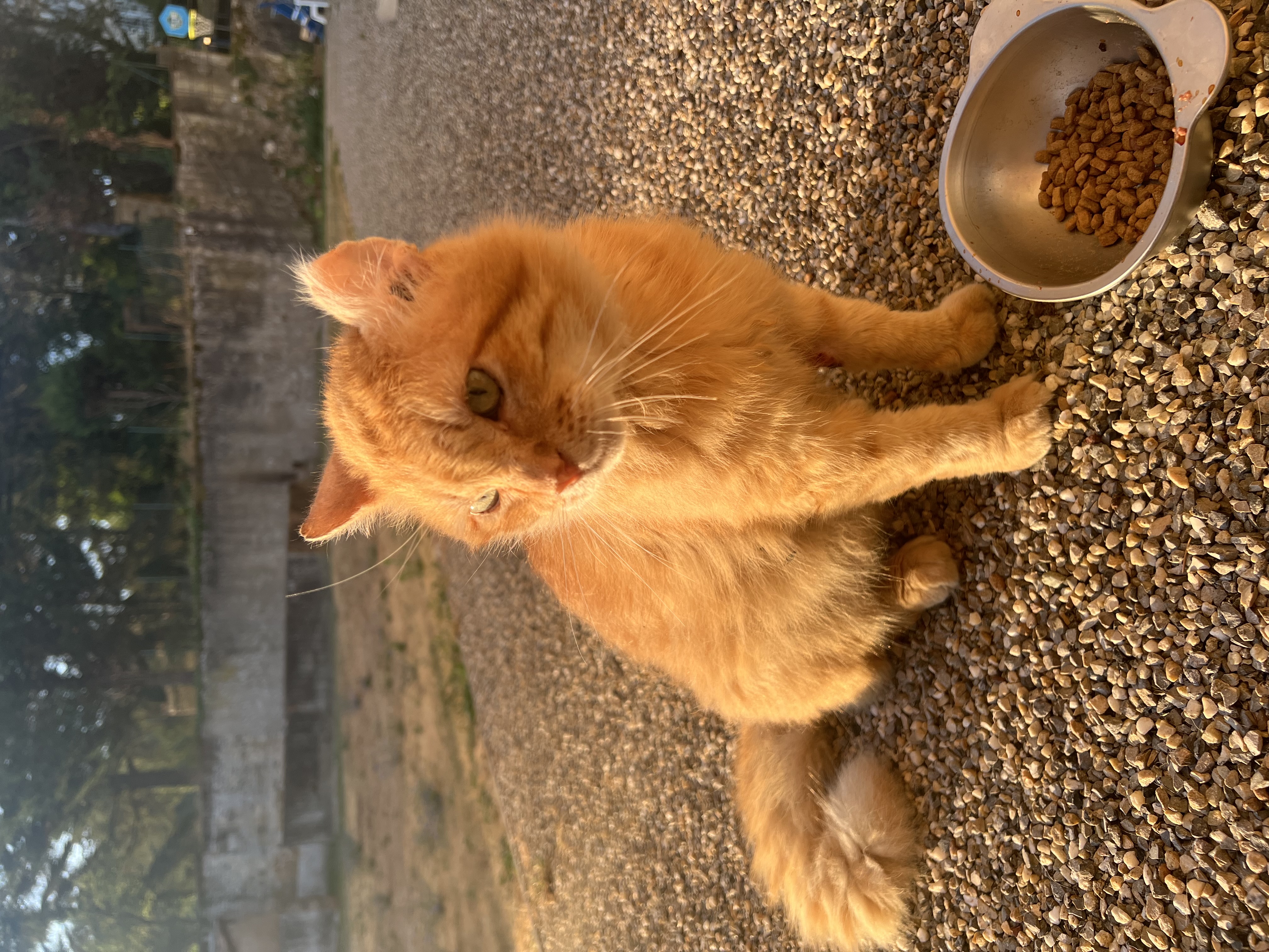 Alimentation pour chats 🐱