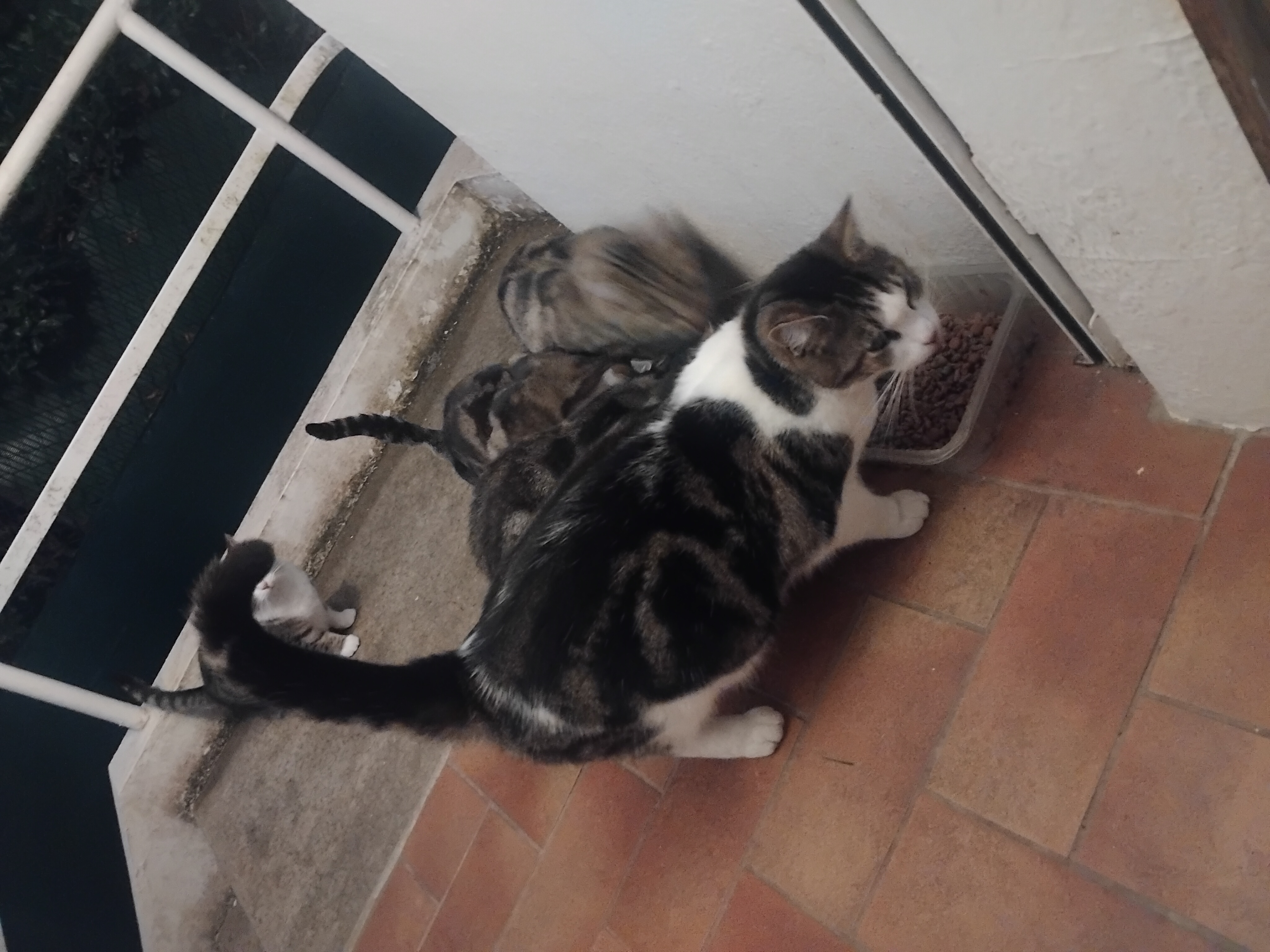 Rech nourriture chat